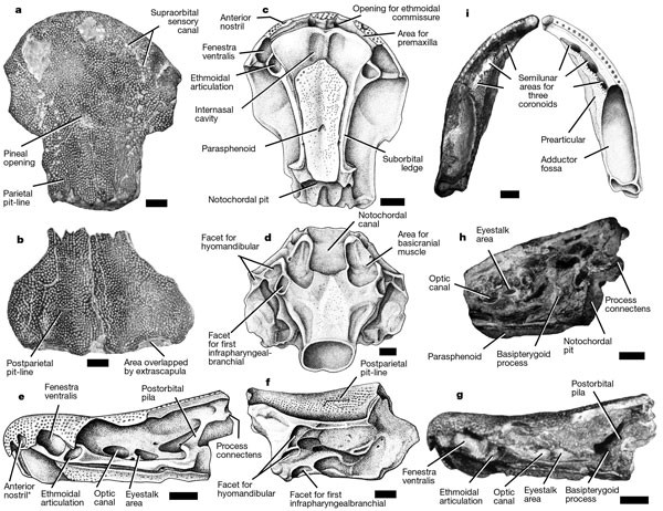 A primitive fish close to the common ancestor of tetrapods and lungfish