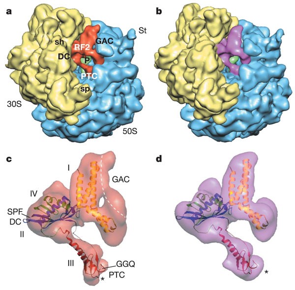 A Cryo Electron Microscopic Study Of Ribosome Bound Termination Factor Rf2 Nature