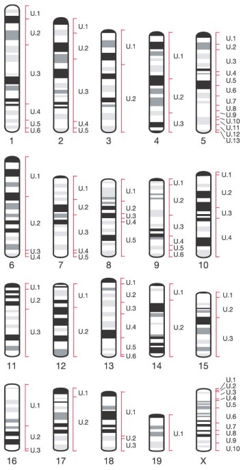 Initial Sequencing And Comparative Analysis Of The Mouse