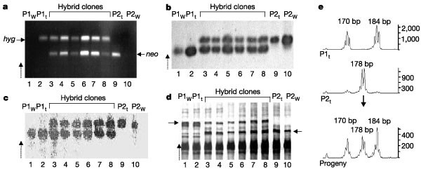 Mechanism of genetic exchange in american trypanosomes