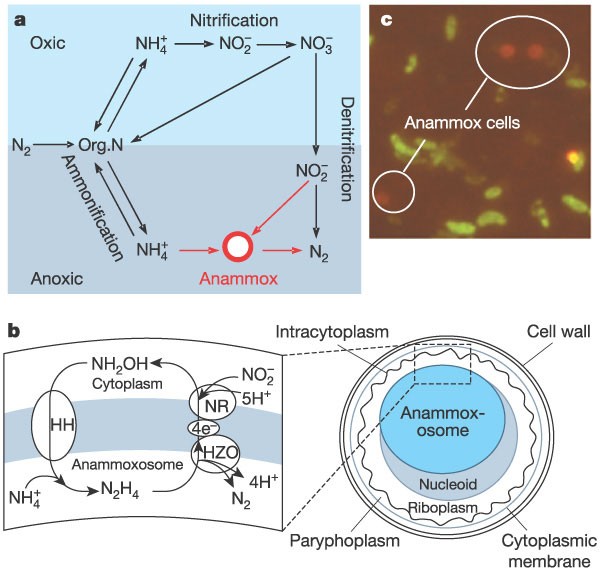 Anaerobic ammonium oxidation by anammox bacteria in the Black Sea | Nature