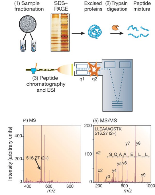 Mass spectrometry-based proteomics | Nature