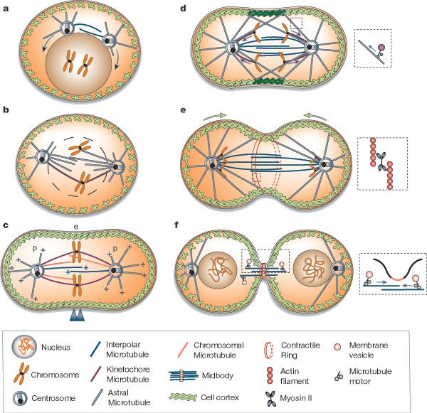 Cell division | Nature