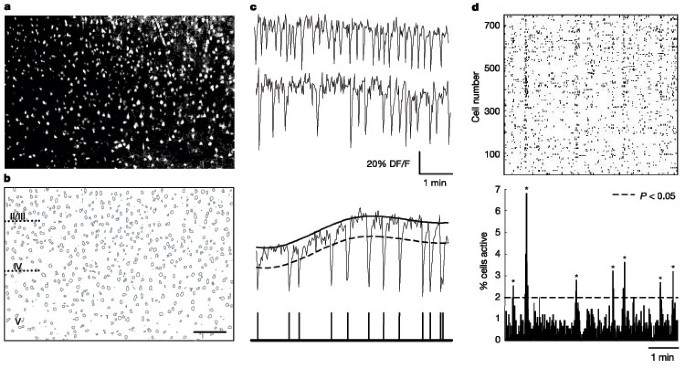 Attractor Dynamics Of Network Up States In The Neocortex Nature