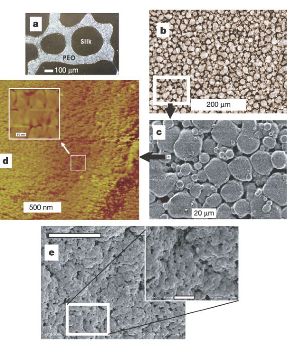 Mechanism of silk processing in insects and spiders