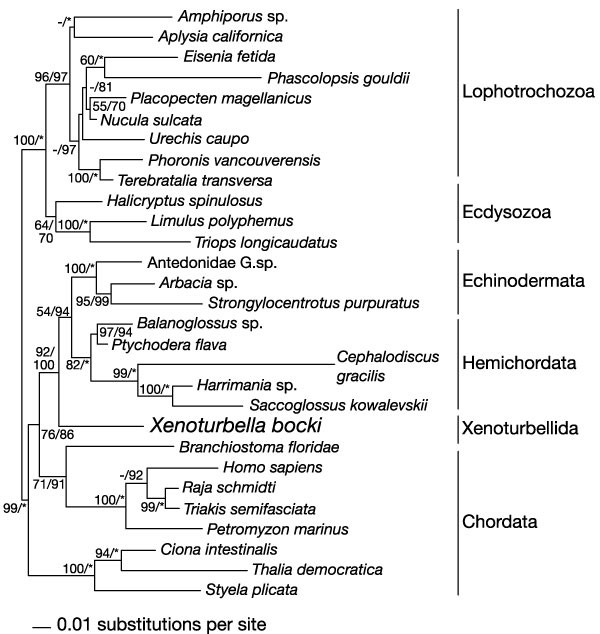 Xenoturbella is a deuterostome that eats molluscs