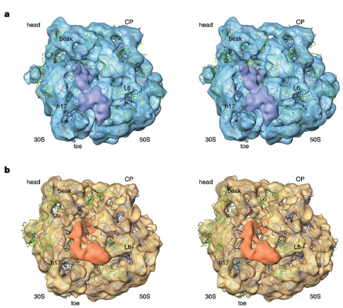Visualization Of Release Factor 3 On The Ribosome During Termination Of Protein Synthesis Nature Visualization Of Release Factor 3 On The Ribosome During Termination Of Protein Synthesis Nature