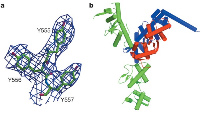 Structure of the ESCRT-II endosomal trafficking complex | Nature