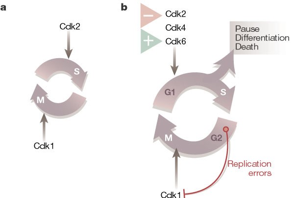 G1 cell-cycle control and cancer