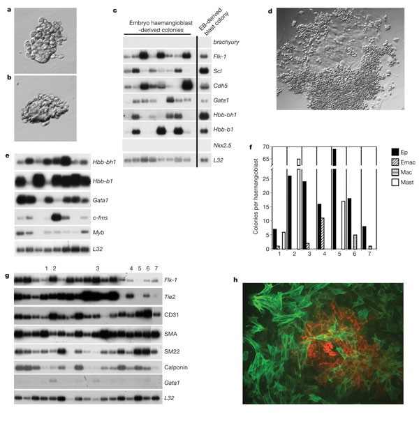 Haemangioblast commitment is initiated in the primitive streak of the mouse embryo