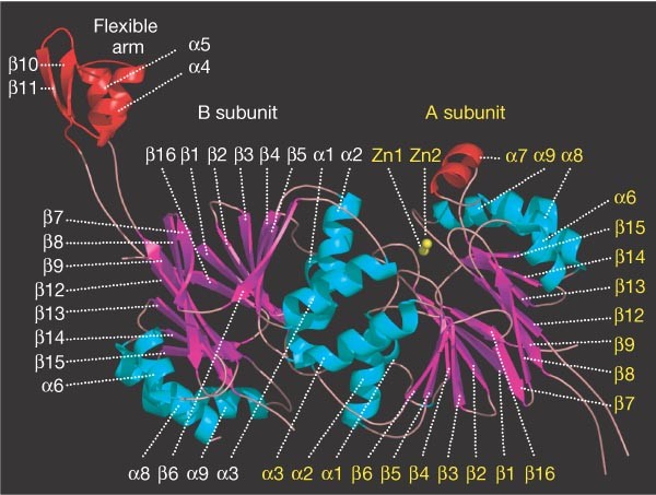 Structural basis for substrate binding, cleavage and allostery in the trna maturase rnase z