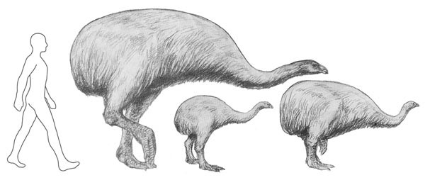 Cortical Growth Marks Reveal Extended Juvenile Development In New Zealand Moa Nature