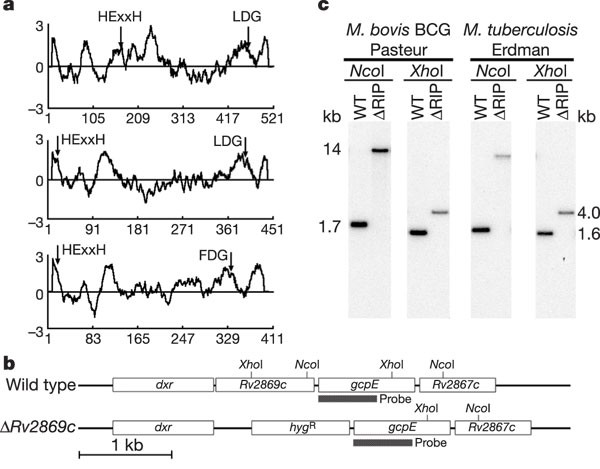 oflomac composition m by of cell envelope tuberculosis composition Mycobacterium Regulation virulence and oflomac composition m by of cell envelope tuberculosis composition Mycobacterium Regulation virulence and