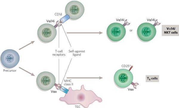 Regulation Of Immunity By Self Reactive T Cells Nature