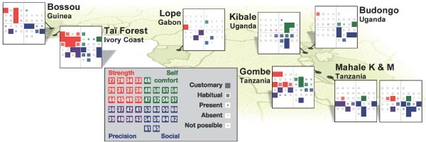 The second inheritance system of chimpanzees and humans