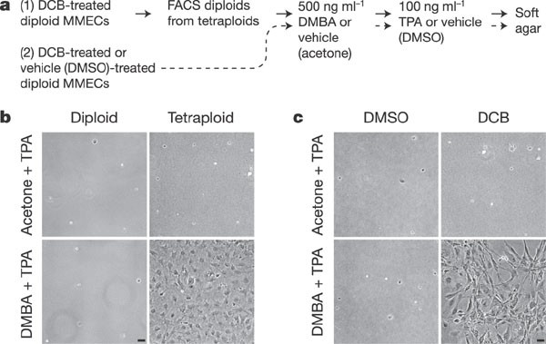 Cytokinesis failure generating tetraploids promotes tumorigenesis in