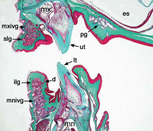 Early evolution of the venom system in lizards and snakes | Nature