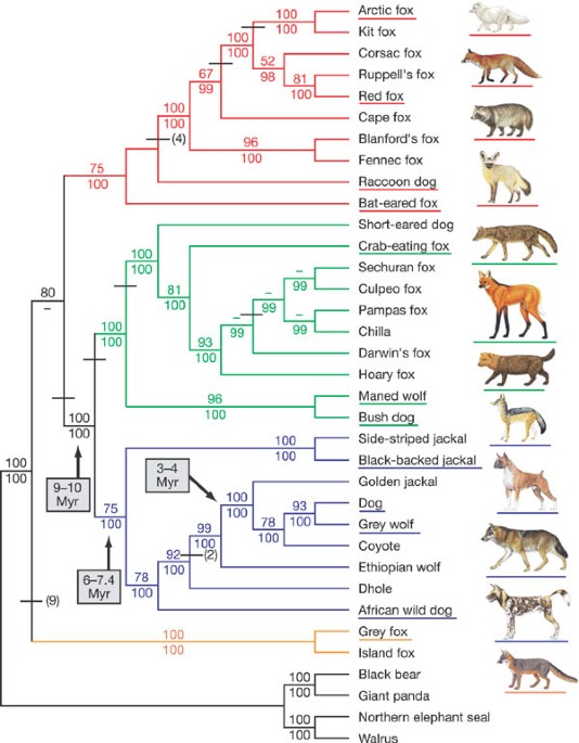 Ancestry blocks for canine chromosome 6. Each horizontal band is an