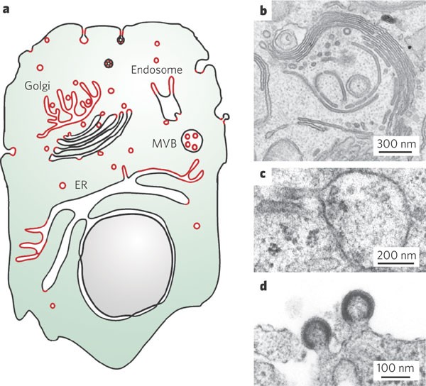 Membrane Curvature And Mechanisms Of Dynamic Cell Membrane Remodelling Nature Membrane Curvature And Mechanisms Of Dynamic Cell Membrane Remodelling Nature
