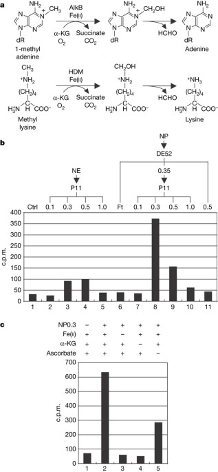 Histone demethylation by a family of jmjc domain-containing proteins