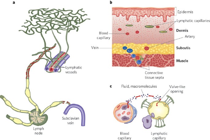 Lymphangiogenesis In Development And Human Disease | Nature Lymphangiogenesis In Development And Human Disease | Nature