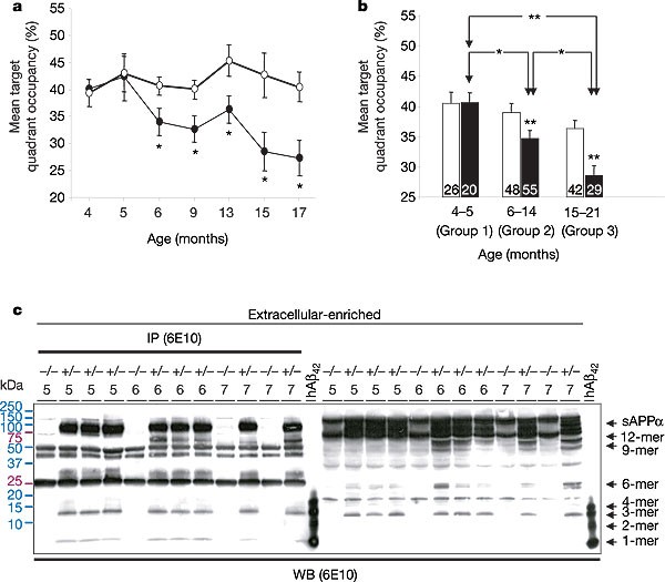 A specific amyloid-β protein assembly in the brain impairs memory