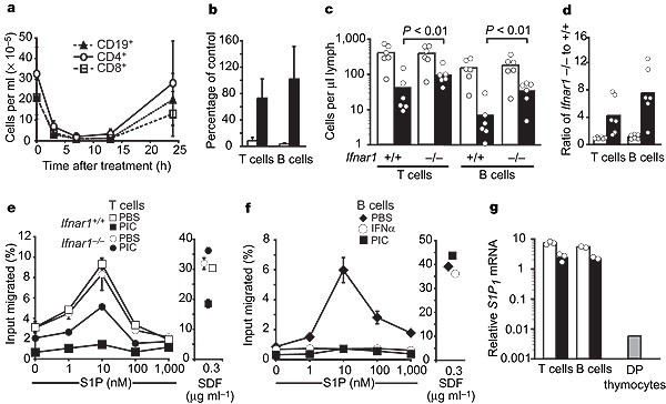 Cd69 Acts Downstream Of Interferon A B To Inhibit S1p 1 And Lymphocyte Egress From Lymphoid Organs Nature Cd69 Acts Downstream Of Interferon A B To Inhibit S1p 1 And Lymphocyte Egress From Lymphoid Organs Nature