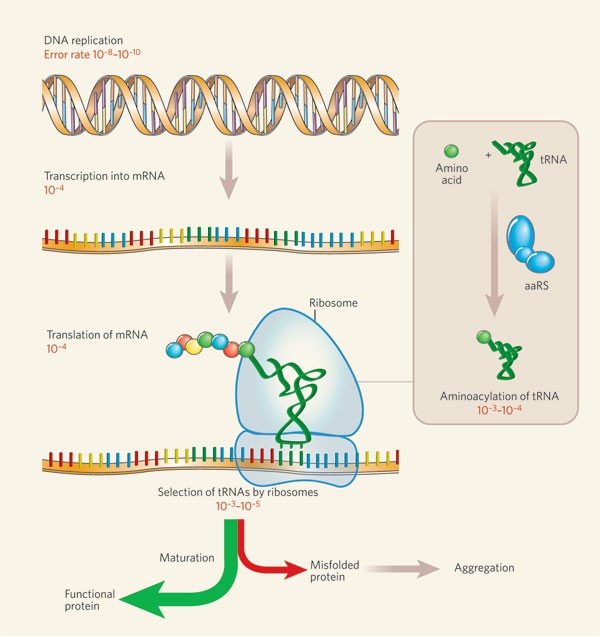 Sticky end in protein synthesis | Nature amino acid translation diagram 