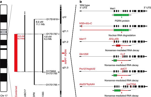 Null Mutations In Progranulin Cause Ubiquitin Positive Frontotemporal Dementia Linked To Chromosome 17q21 Nature Null Mutations In Progranulin Cause Ubiquitin Positive Frontotemporal Dementia Linked To Chromosome 17q21 Nature
