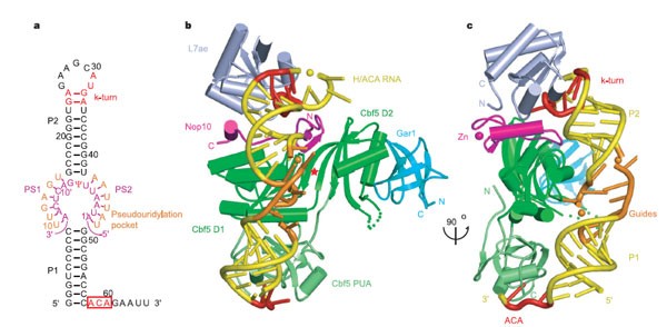 Crystal Structure Of An H Aca Box Ribonucleoprotein Particle Nature