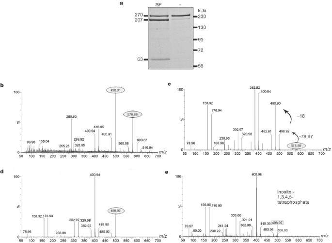 clostridium toxin b nehezen kezelhető)