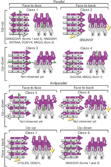 Atomic structures of amyloid cross-β spines reveal varied steric