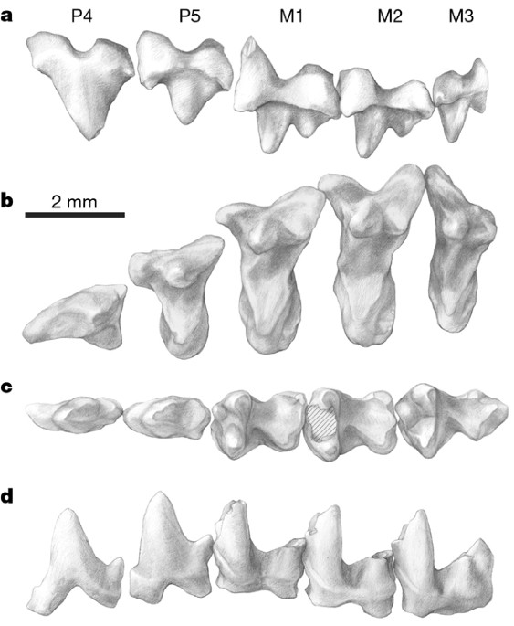 Upper dentitions of various therians from the Cretaceous, Kyzylkum