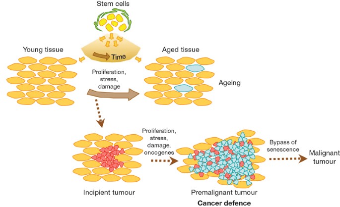 The Common Biology Of Cancer And Ageing | Nature The Common Biology Of Cancer And Ageing | Nature