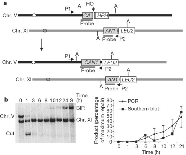 Break Induced Replication And Telomerase Independent Telomere Maintenance Require Pol32 Nature Break Induced Replication And Telomerase Independent Telomere Maintenance Require Pol32 Nature