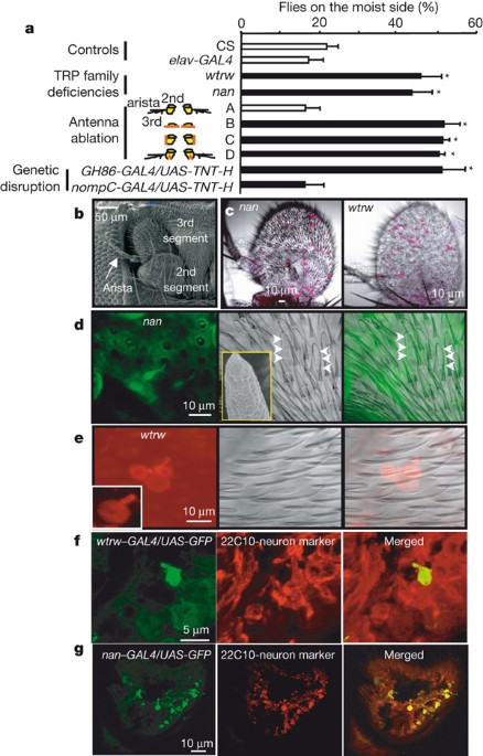 Drosophila hygrosensation requires the trp channels water witch and nanchung