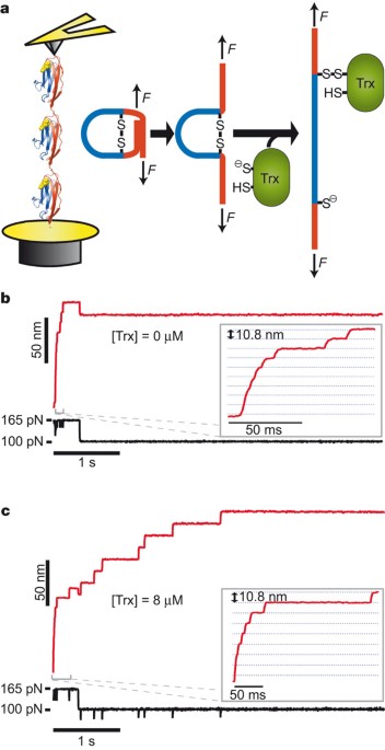 Probing the chemistry of thioredoxin catalysis with force
