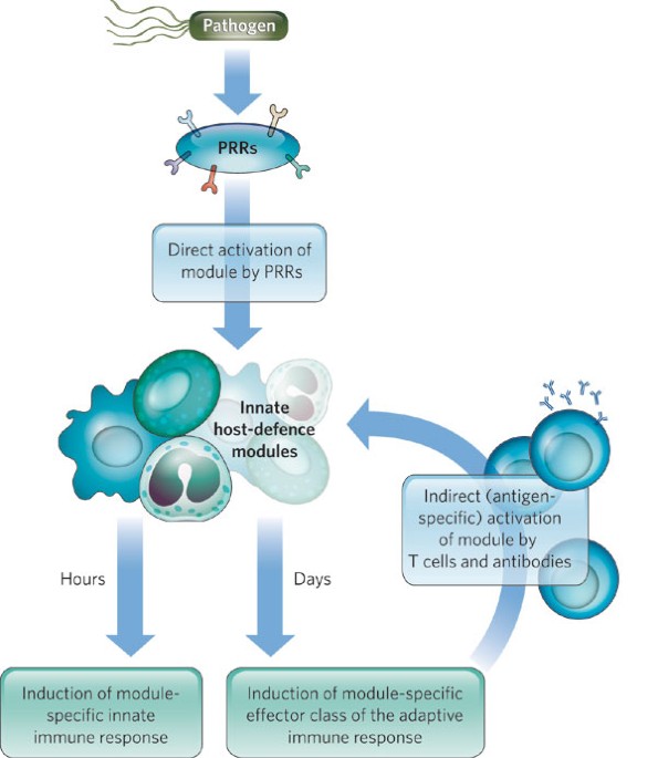 EDU - Module D: Adaptive Immunity - Cellular Response