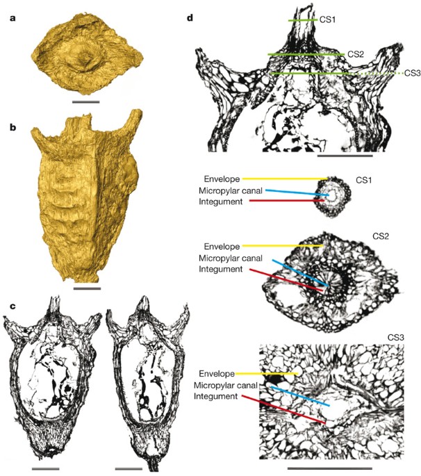 Phase-contrast x-ray microtomography links cretaceous seeds with gnetales and bennettitales
