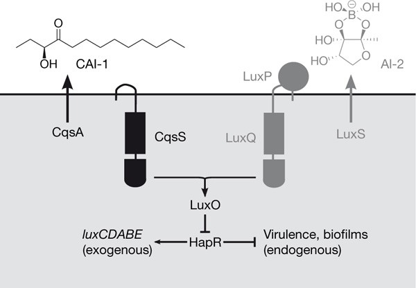 The major vibrio cholerae autoinducer and its role in virulence factor production