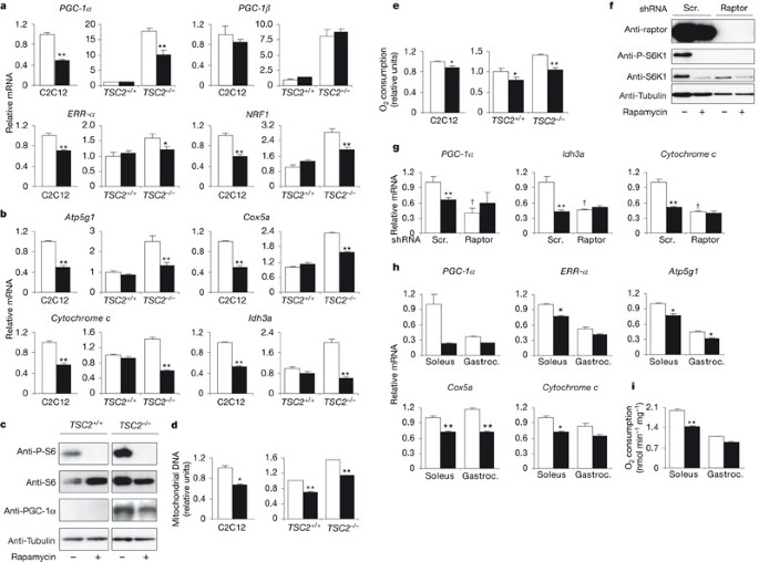 Mtor controls mitochondrial oxidative function through a yy1–pgc-1α transcriptional complex