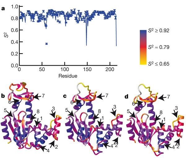 A hierarchy of timescales in protein dynamics is linked to enzyme catalysis