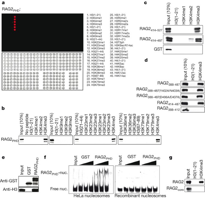 Rag2 Phd Finger Couples Histone H3 Lysine 4 Trimethylation With V D J Recombination Nature