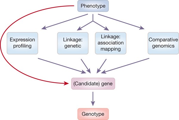 Genetic basis of fitness differences in natural populations