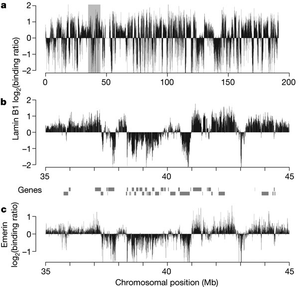 Domain organization of human chromosomes revealed by mapping of nuclear lamina interactions