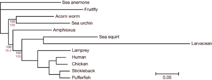 The amphioxus genome and the evolution of the chordate karyotype 