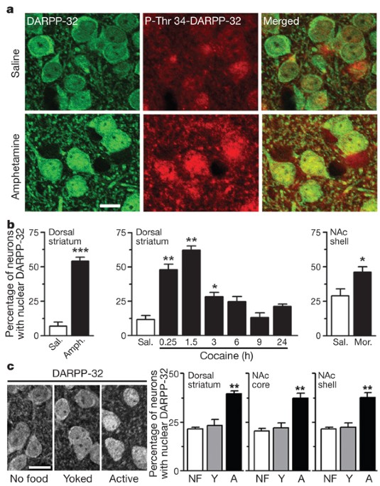 A Phosphatase Cascade By Which Rewarding Stimuli Control Nucleosomal Response Nature