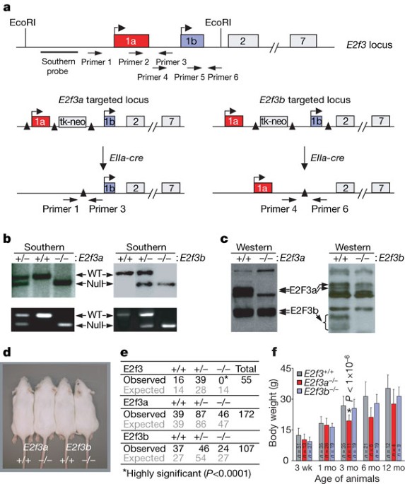 Mouse Development With A Single E2f Activator Nature