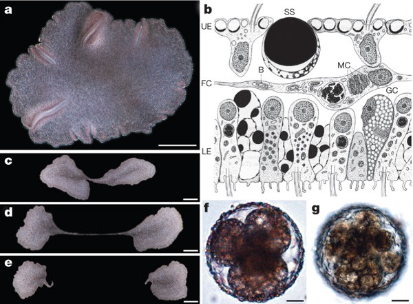 Transzmissziós tényezők a trichocephalyban - Lambert–Beer-törvény – Wikipédia