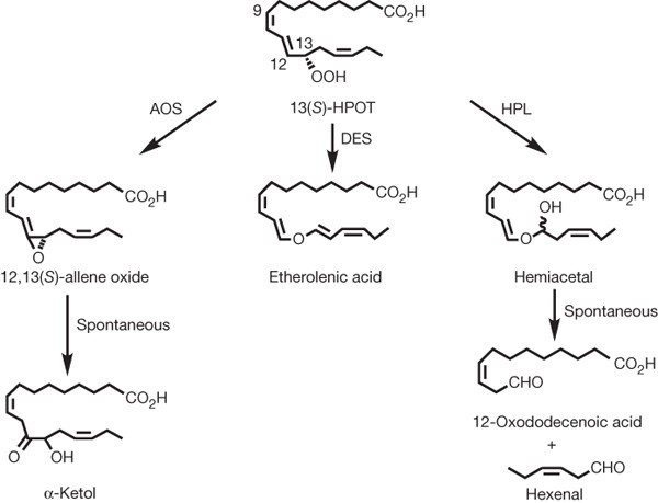 Structural insights into the evolutionary paths of oxylipin biosynthetic enzymes